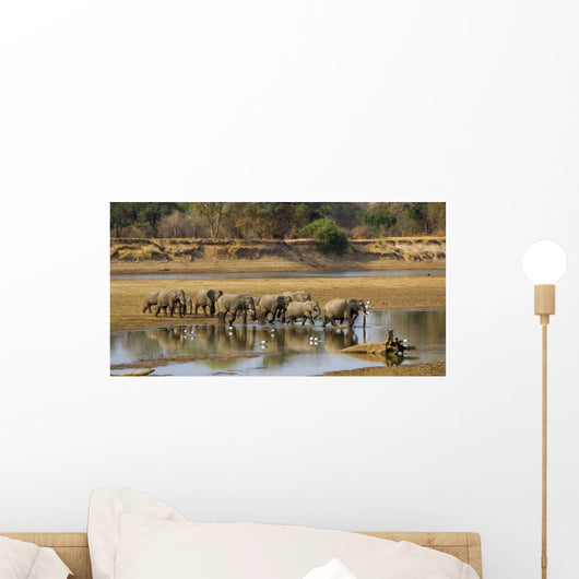 Large elephant herd crossing Luangwa river in Zambia Wall Mural