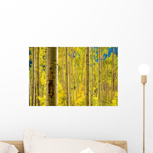 Aspen Trees Forest Wall Mural