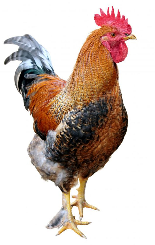 Rooster White Wall Decal