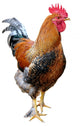 Rooster White Wall Decal