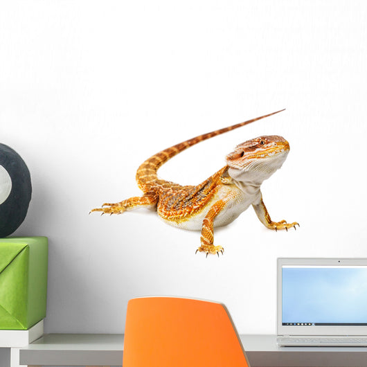 Bearded Dragon Pogona Vitticeps Wall Decal
