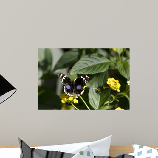 Butterfly Wall Decal