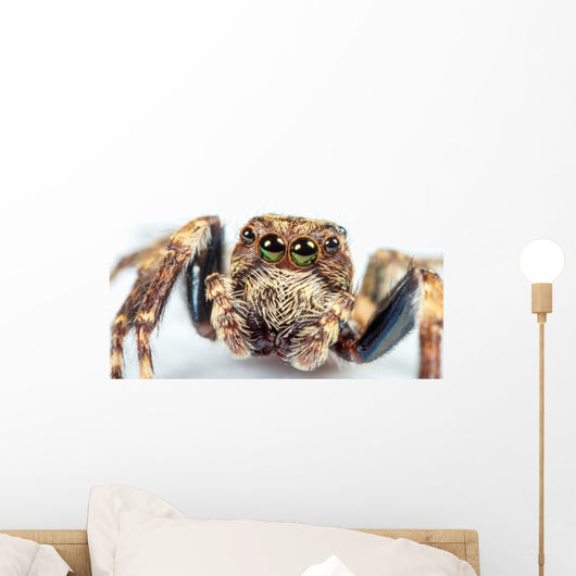 jumping spider Wall Mural