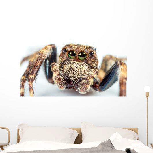 jumping spider Wall Mural