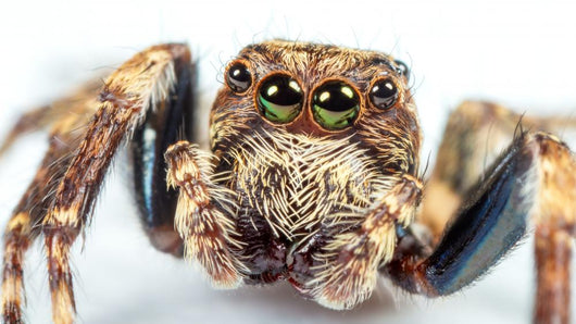 Jumping Spider Wall Decal