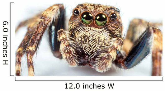 jumping spider Wall Mural