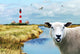 Freundliches Schaf Nordfriesland Wall Decal