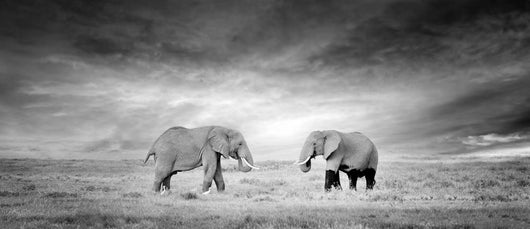 Elephant Wall Decal Panoramic