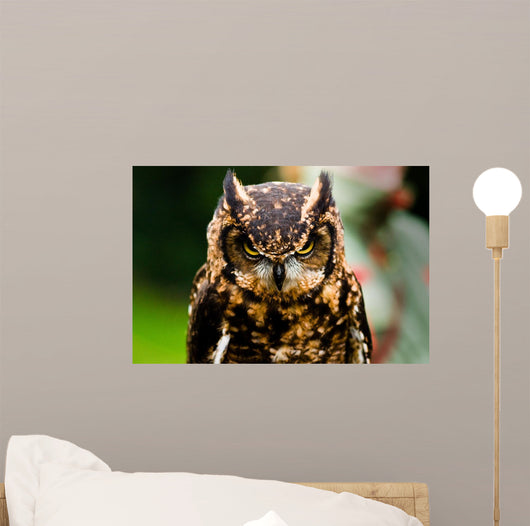 Owl Wall Mural