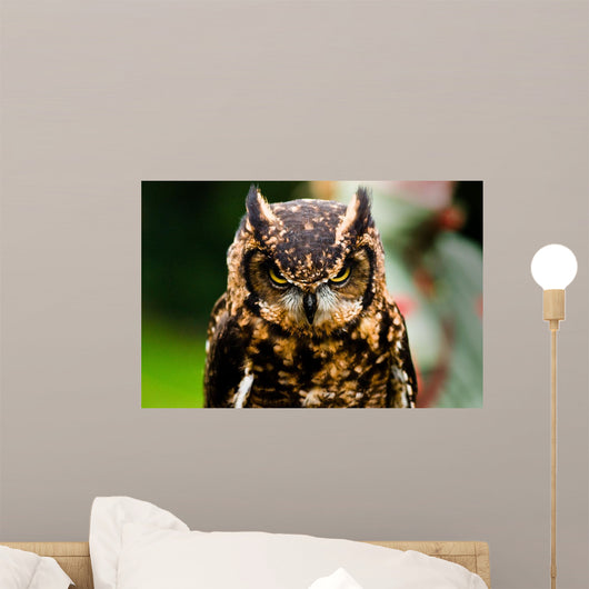 Owl Wall Mural