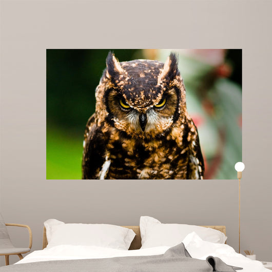 Owl Wall Mural