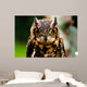 Owl Wall Mural