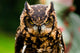 Owl Wall Decal