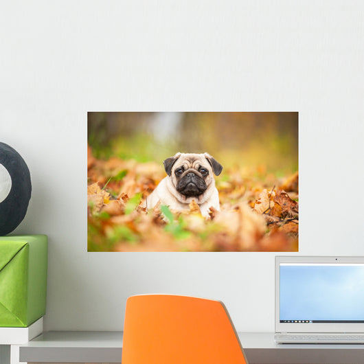 Beige pug dog lying on the leaves in autumn Wall Mural