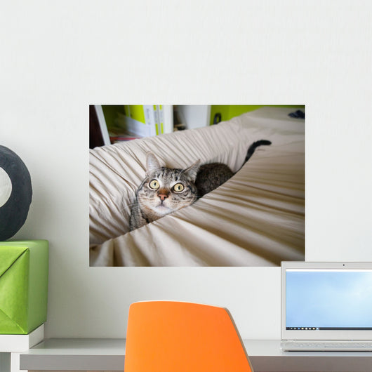 Cat hidden in a linen Wall Mural