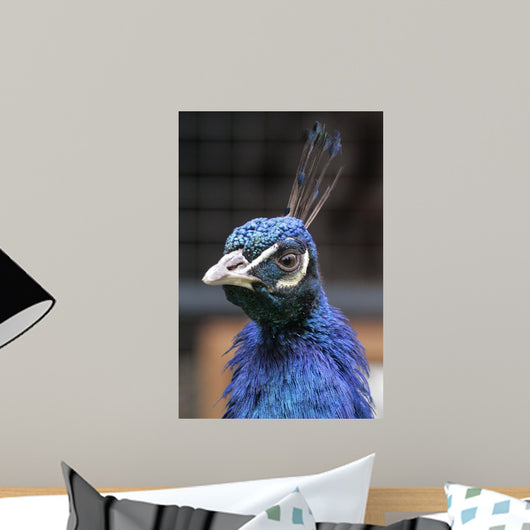 Pavo Real