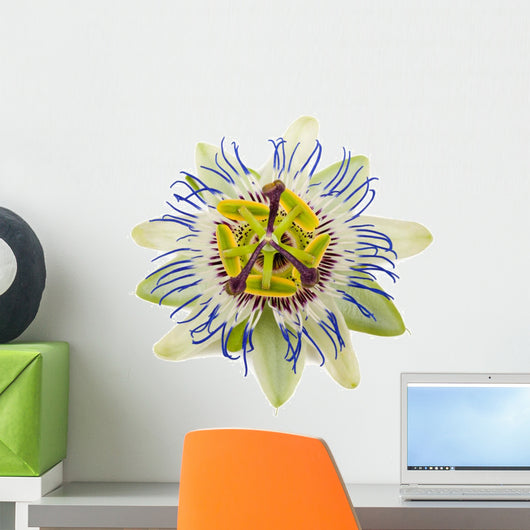 Passiflora