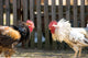 Roosters Wall Mural