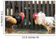 Roosters Wall Mural