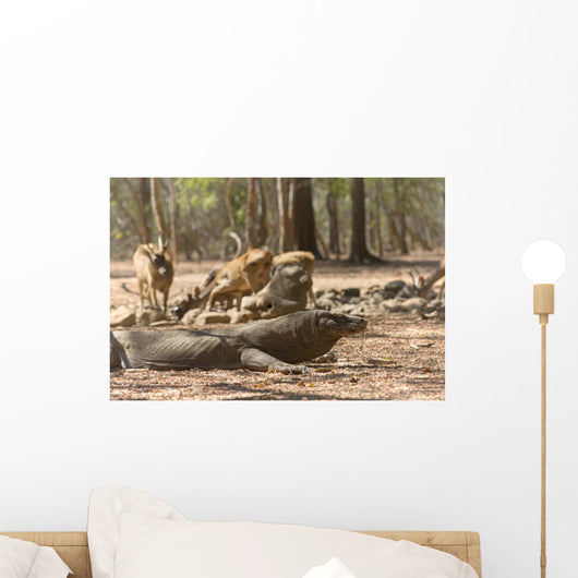 Komodo Dragon Wall Mural