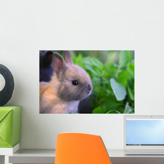 Dwarf Bunny Wall Mural