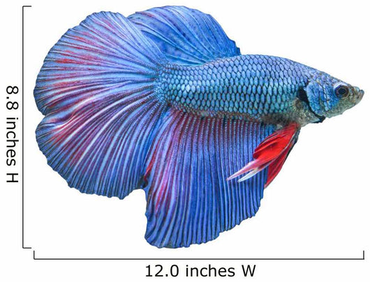 Blue Fighting Fish Wall Decal