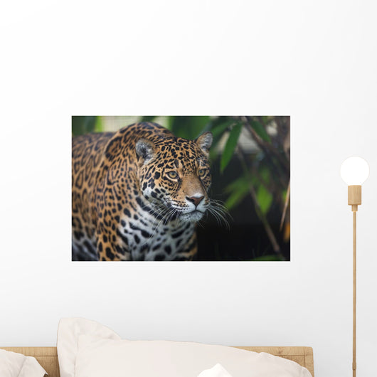 Jaguar Wall Mural