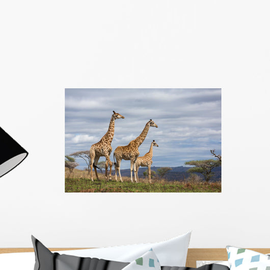 giraffes in game reserve Wall Mural