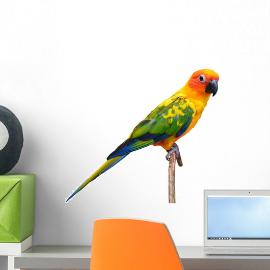 Sun Conure