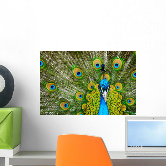 male peacock Wall Mural