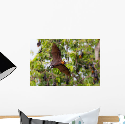 Full open wings of flying male Lyle's flying fox Wall Mural