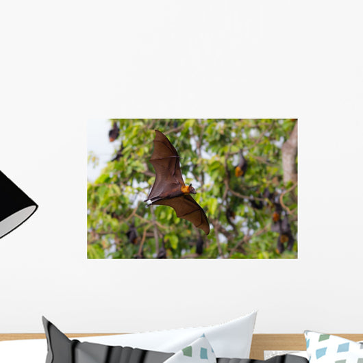 Full open wings of flying male Lyle's flying fox Wall Mural
