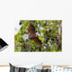 Full open wings of flying male Lyle's flying fox Wall Mural