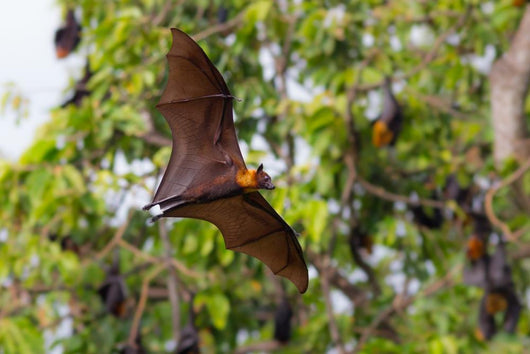 Full open wings of flying male Lyle's flying fox Wall Mural