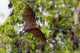 Full open wings of flying male Lyle's flying fox Wall Mural