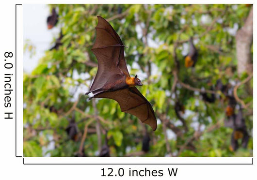Full open wings of flying male Lyle's flying fox Wall Mural