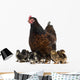 Hen and her chicks Wall Decal