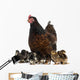 Hen and her chicks Wall Decal