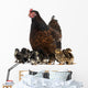 Hen and her chicks Wall Decal