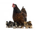 Hen and her chicks Wall Decal