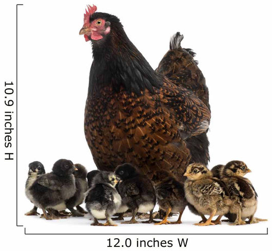 Hen and her chicks Wall Decal