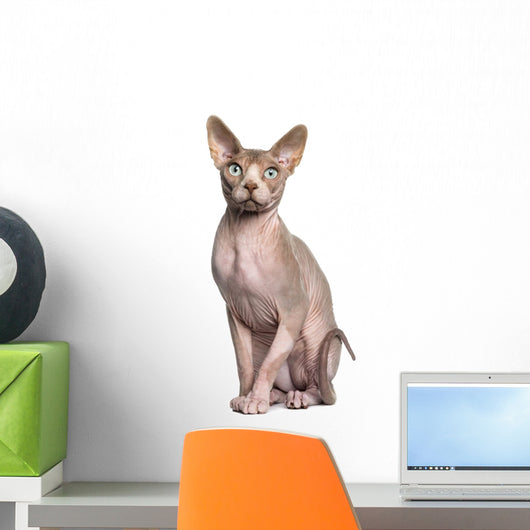 Sphynx 1 Year Old