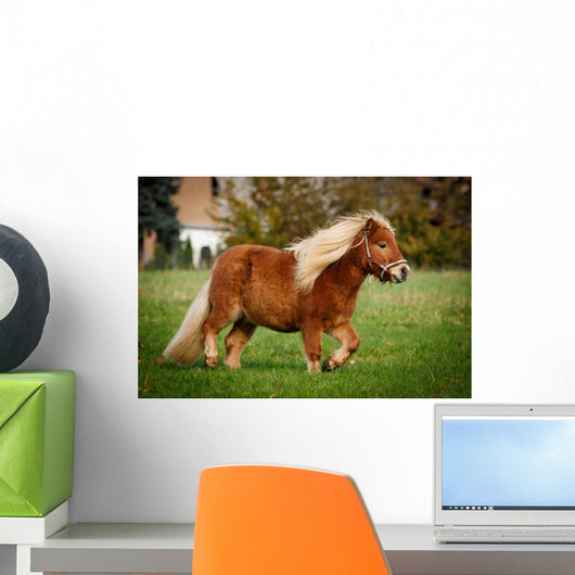 Dickes Pony Trabt