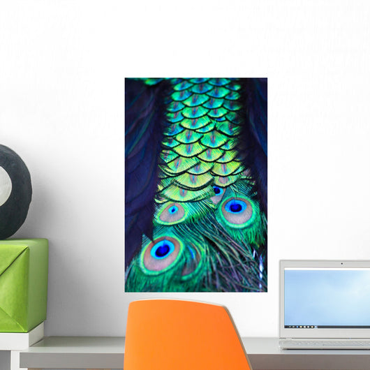 Textures and colors of the peacock Wall Mural