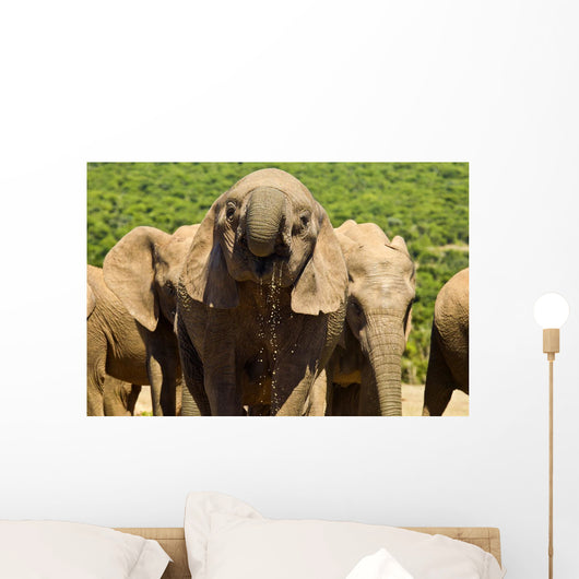 Large elephant drinking Wall Mural