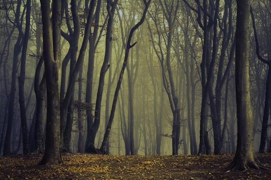 Spooky Silhoutte Trees Dark
