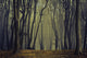 Spooky Silhoutte Trees Dark