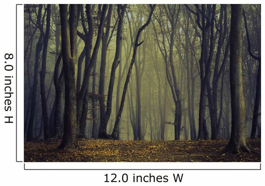 Spooky Silhoutte Trees Dark