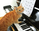 Cute Piano Cat Wall Mural