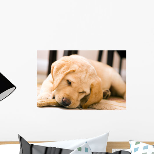 Baby Yellow Labrador Wall Mural